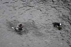 Lophodytes cucullatus