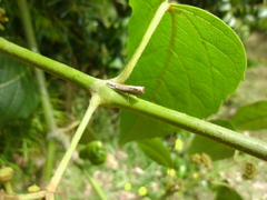 Culladia cuneiferellus