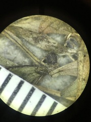 Callitriche palustris