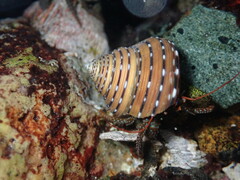 Calliostoma tricolor