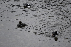 Lophodytes cucullatus