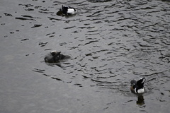 Lophodytes cucullatus