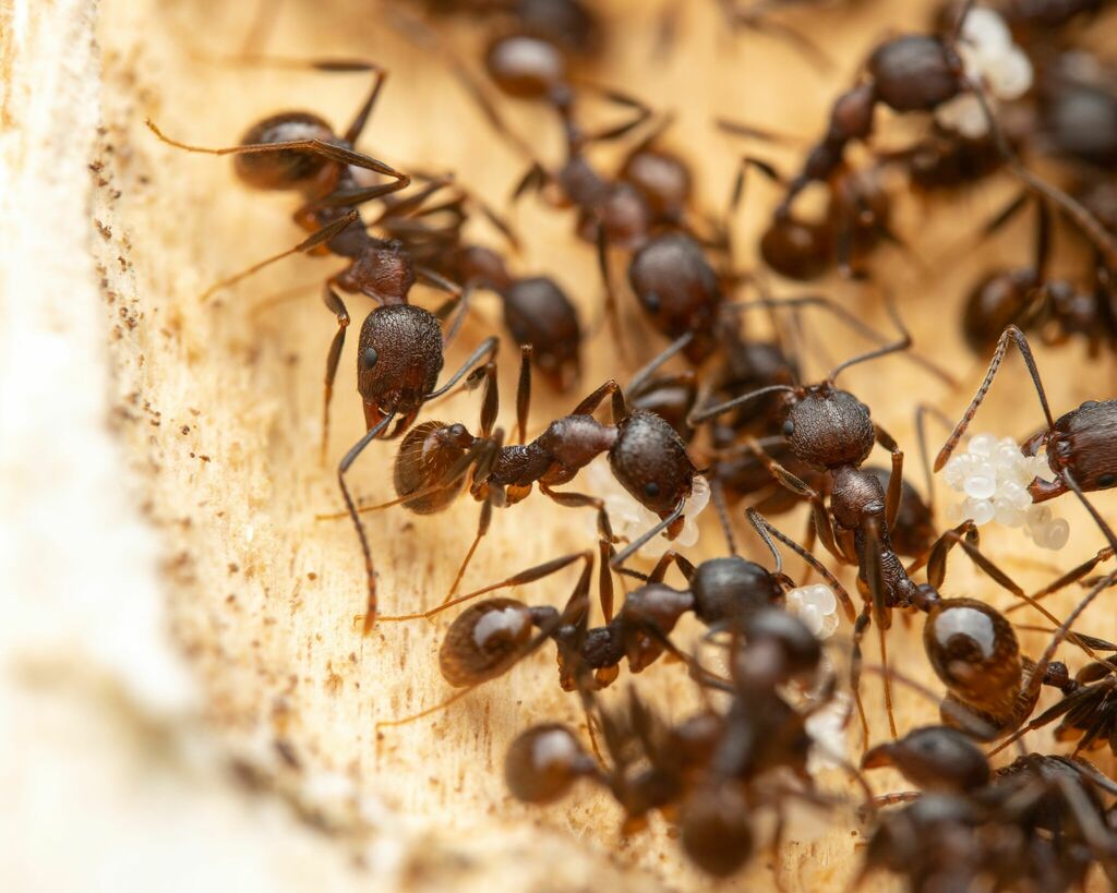 Tawny Collared Ant
