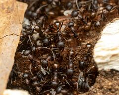 Aphaenogaster fulva