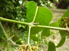 Culladia cuneiferellus