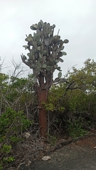 Opuntia galapageia