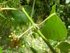 Culladia cuneiferellus