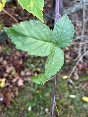 Rubus pensilvanicus