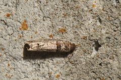 Notocelia culminana