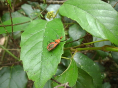 Gminatus wallengreni