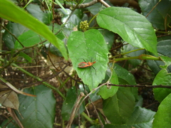 Gminatus wallengreni