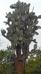 Opuntia galapageia