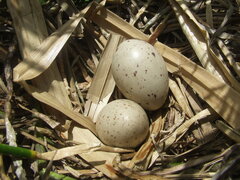 Gallinula tenebrosa