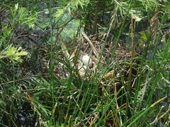Gallinula tenebrosa