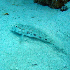 Gnatholepis anjerensis