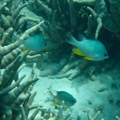 Amblyglyphidodon orbicularis