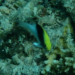 Chrysiptera rollandi