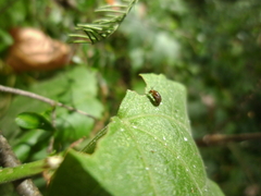 Steganopsis melanogaster