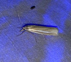 Crambus laqueatellus