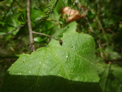 Steganopsis melanogaster