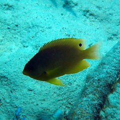 Pomacentrus amboinensis