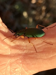 Chlaenius sericeus