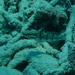 Amblygobius phalaena