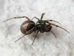Steatoda borealis