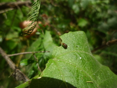 Steganopsis melanogaster