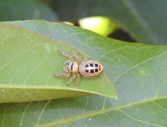 Opisthoncus sexmaculatus