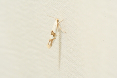 Argyresthia oreasella
