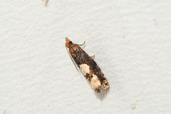 Epinotia trigonella