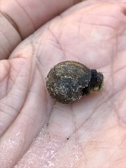 Helminthoglypta