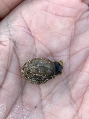 Helminthoglypta