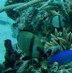 Dascyllus reticulatus