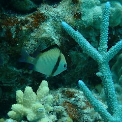 Dascyllus reticulatus