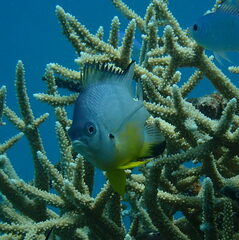 Amblyglyphidodon leucogaster