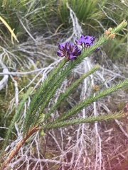 Gompholobium confertum