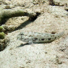 Gnatholepis anjerensis