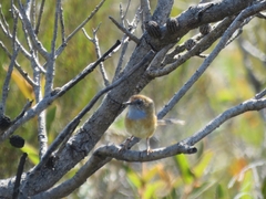 Stipiturus malachurus