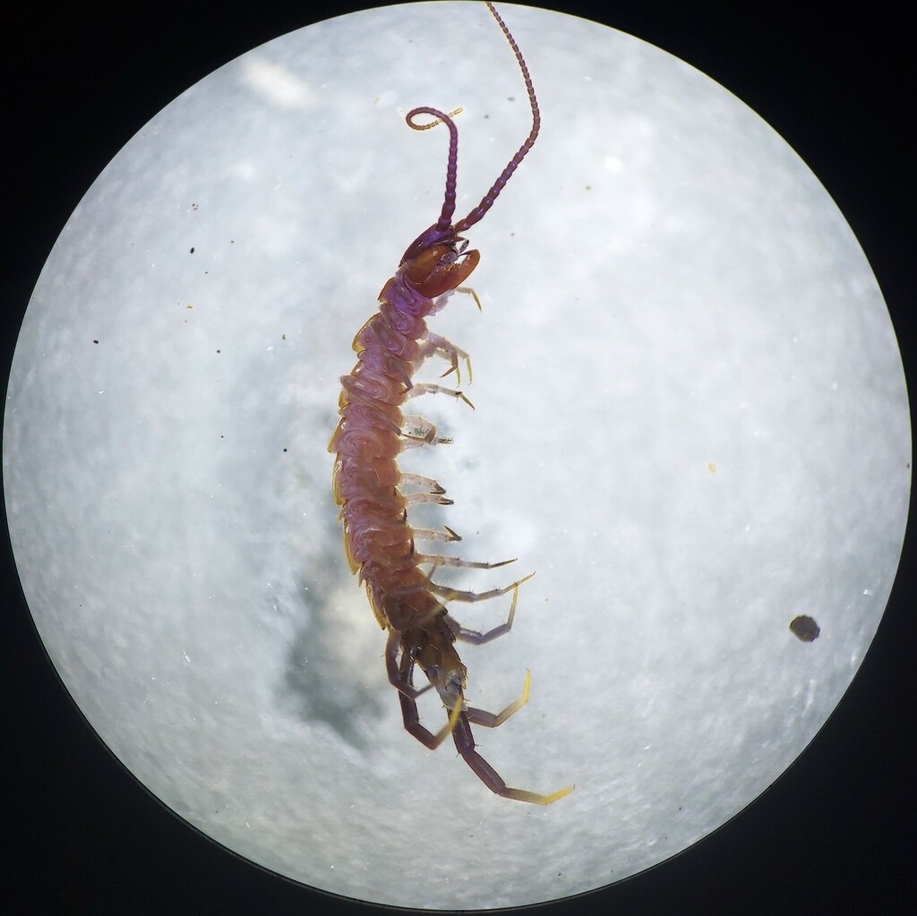 Paitobius naiwatus