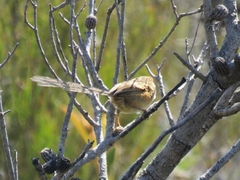 Stipiturus malachurus