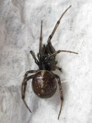 Steatoda borealis