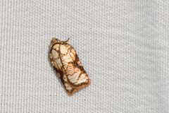 Acleris cervinana