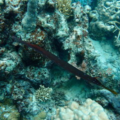 Aulostomus chinensis