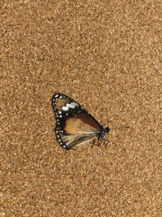 Danaus petilia