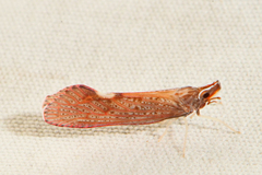 Apache degeeri