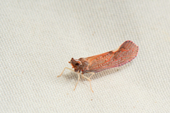 Apache degeeri