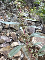 Amaranthus torreyi