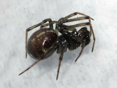 Steatoda borealis